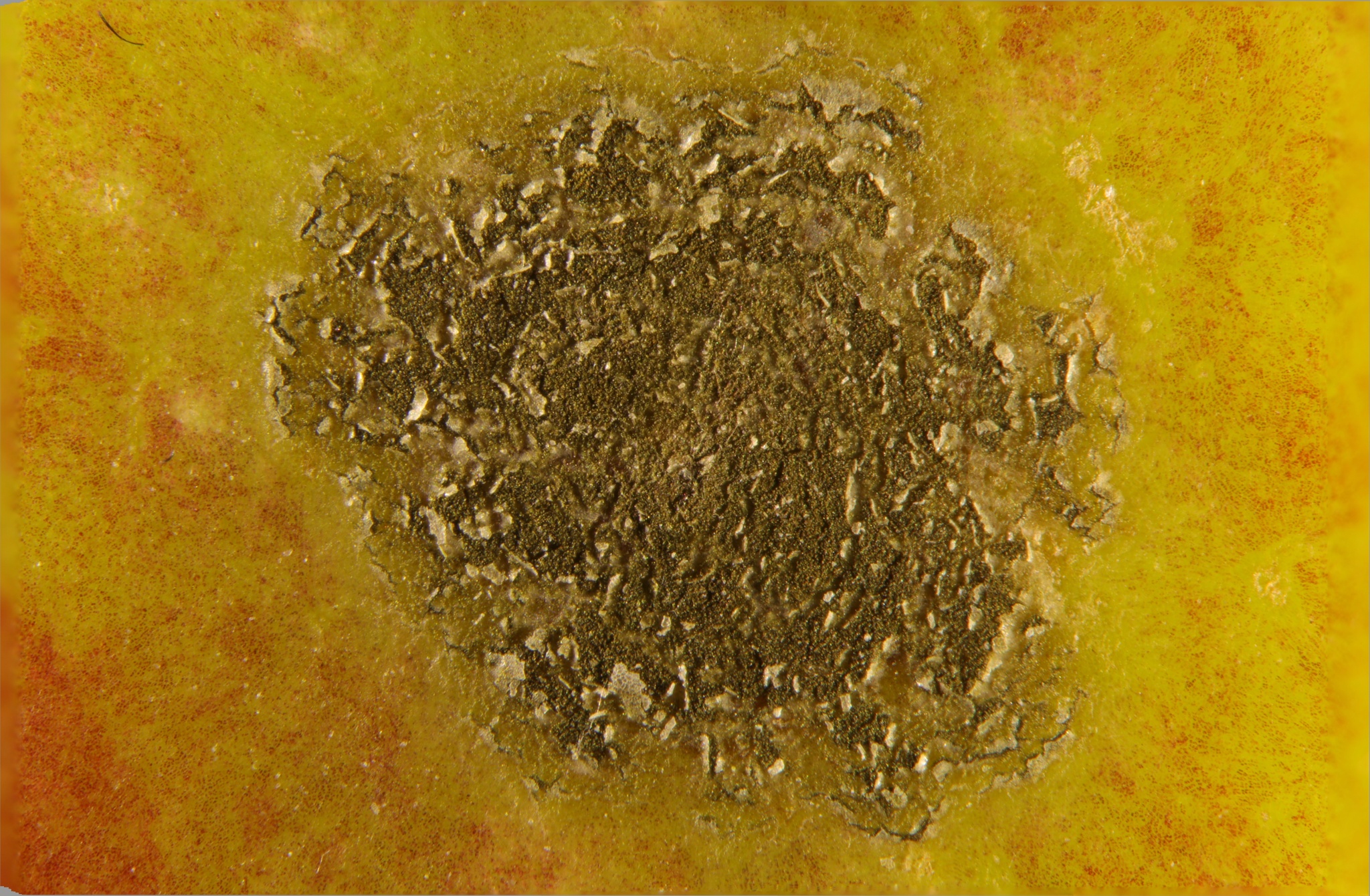 Apple scab lesion on fruit showing raised corky texture with cracked skin