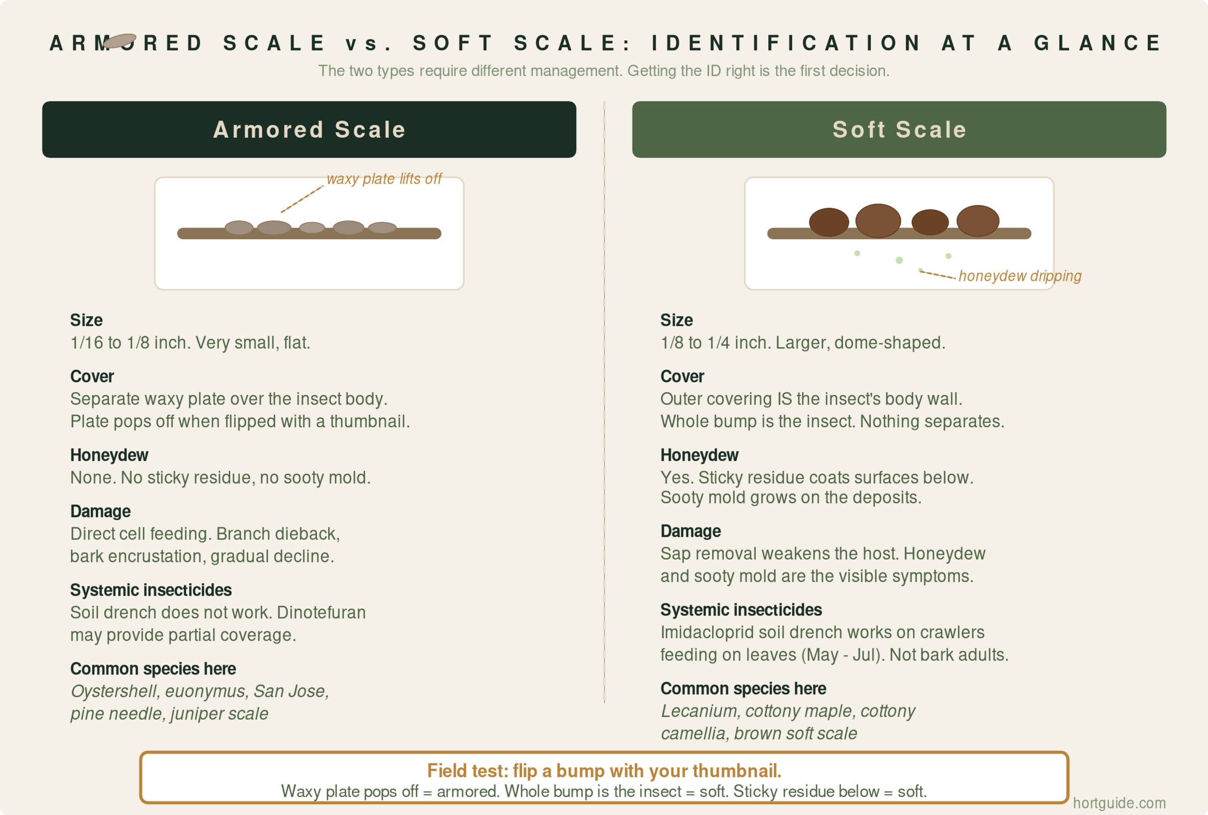 Side-by-side comparison of armored scale and soft scale showing size, cover type, honeydew production, damage patterns, systemic response, and common species